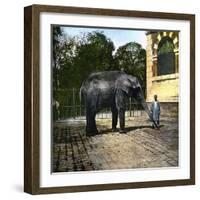 Elephant at the Jardin Des Plantes, Paris (Vth Arrondissement), Circa 1895-1900-Leon, Levy et Fils-Framed Photographic Print