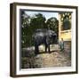 Elephant at the Jardin Des Plantes, Paris (Vth Arrondissement), Circa 1895-1900-Leon, Levy et Fils-Framed Photographic Print