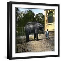 Elephant at the Jardin Des Plantes, Paris (Vth Arrondissement), Circa 1895-1900-Leon, Levy et Fils-Framed Photographic Print