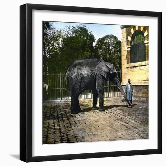 Elephant at the Jardin Des Plantes, Paris (Vth Arrondissement), Circa 1895-1900-Leon, Levy et Fils-Framed Photographic Print