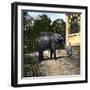 Elephant at the Jardin Des Plantes, Paris (Vth Arrondissement), Circa 1895-1900-Leon, Levy et Fils-Framed Photographic Print