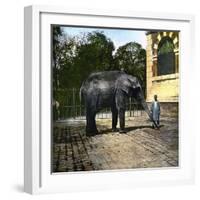 Elephant at the Jardin Des Plantes, Paris (Vth Arrondissement), Circa 1895-1900-Leon, Levy et Fils-Framed Photographic Print