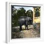 Elephant at the Jardin Des Plantes, Paris (Vth Arrondissement), Circa 1895-1900-Leon, Levy et Fils-Framed Photographic Print