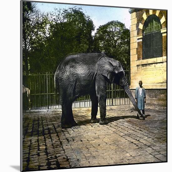 Elephant at the Jardin Des Plantes, Paris (Vth Arrondissement), Circa 1895-1900-Leon, Levy et Fils-Mounted Photographic Print