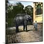 Elephant at the Jardin Des Plantes, Paris (Vth Arrondissement), Circa 1895-1900-Leon, Levy et Fils-Mounted Photographic Print