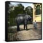 Elephant at the Jardin Des Plantes, Paris (Vth Arrondissement), Circa 1895-1900-Leon, Levy et Fils-Framed Stretched Canvas