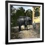 Elephant at the Jardin Des Plantes, Paris (Vth Arrondissement), Circa 1895-1900-Leon, Levy et Fils-Framed Photographic Print