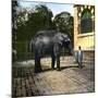 Elephant at the Jardin Des Plantes, Paris (Vth Arrondissement), Circa 1895-1900-Leon, Levy et Fils-Mounted Photographic Print