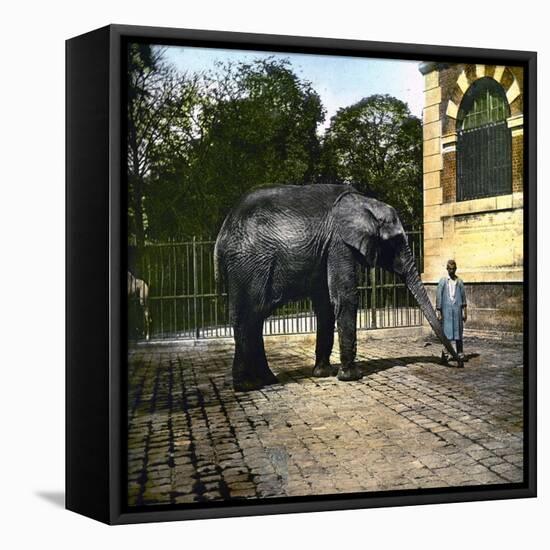 Elephant at the Jardin Des Plantes, Paris (Vth Arrondissement), Circa 1895-1900-Leon, Levy et Fils-Framed Stretched Canvas