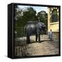 Elephant at the Jardin Des Plantes, Paris (Vth Arrondissement), Circa 1895-1900-Leon, Levy et Fils-Framed Stretched Canvas
