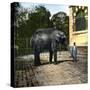 Elephant at the Jardin Des Plantes, Paris (Vth Arrondissement), Circa 1895-1900-Leon, Levy et Fils-Stretched Canvas