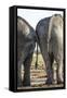 Elephant at Water Hole, Nxai Pan National Park, Botswana-Paul Souders-Framed Stretched Canvas