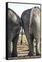 Elephant at Water Hole, Nxai Pan National Park, Botswana-Paul Souders-Framed Stretched Canvas