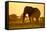 Elephant at Water Hole, Nxai Pan National Park, Botswana-Paul Souders-Framed Stretched Canvas