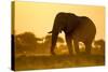Elephant at Water Hole, Nxai Pan National Park, Botswana-Paul Souders-Stretched Canvas