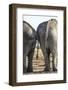 Elephant at Water Hole, Nxai Pan National Park, Botswana-Paul Souders-Framed Photographic Print