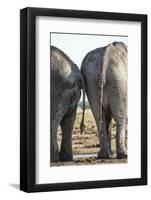 Elephant at Water Hole, Nxai Pan National Park, Botswana-Paul Souders-Framed Photographic Print