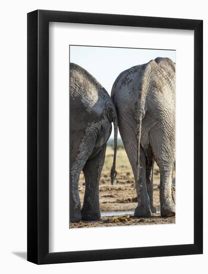 Elephant at Water Hole, Nxai Pan National Park, Botswana-Paul Souders-Framed Photographic Print