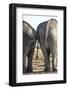 Elephant at Water Hole, Nxai Pan National Park, Botswana-Paul Souders-Framed Photographic Print