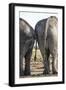 Elephant at Water Hole, Nxai Pan National Park, Botswana-Paul Souders-Framed Photographic Print