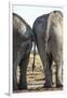 Elephant at Water Hole, Nxai Pan National Park, Botswana-Paul Souders-Framed Photographic Print