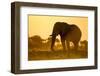 Elephant at Water Hole, Nxai Pan National Park, Botswana-Paul Souders-Framed Photographic Print