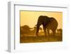 Elephant at Water Hole, Nxai Pan National Park, Botswana-Paul Souders-Framed Photographic Print