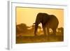 Elephant at Water Hole, Nxai Pan National Park, Botswana-Paul Souders-Framed Photographic Print