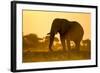 Elephant at Water Hole, Nxai Pan National Park, Botswana-Paul Souders-Framed Photographic Print