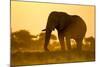 Elephant at Water Hole, Nxai Pan National Park, Botswana-Paul Souders-Mounted Photographic Print