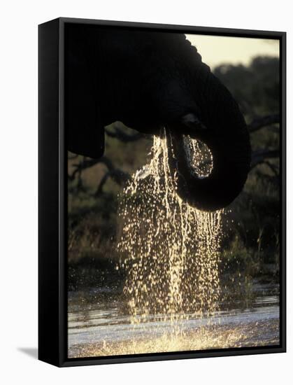 Elephant at Water Hole, Savuti Marsh, Chobe National Park, Botswana-Paul Souders-Framed Stretched Canvas