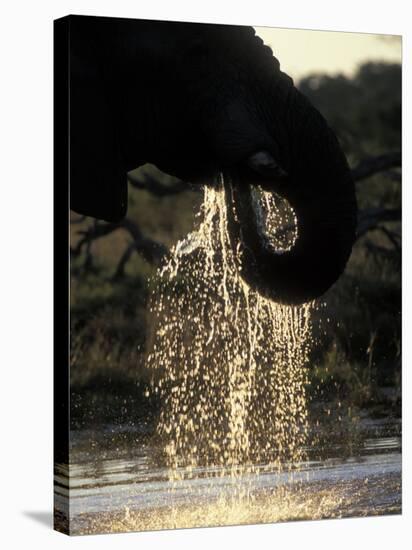 Elephant at Water Hole, Savuti Marsh, Chobe National Park, Botswana-Paul Souders-Stretched Canvas