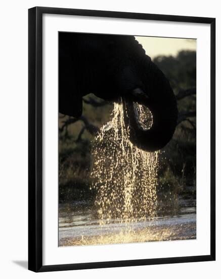 Elephant at Water Hole, Savuti Marsh, Chobe National Park, Botswana-Paul Souders-Framed Photographic Print