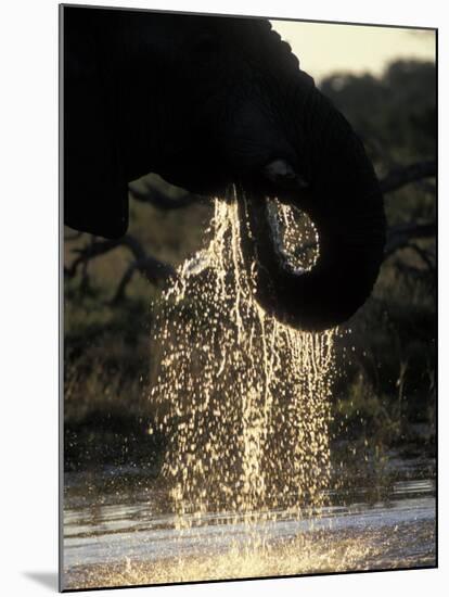 Elephant at Water Hole, Savuti Marsh, Chobe National Park, Botswana-Paul Souders-Mounted Photographic Print