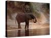 Elephant at Water Hole, South Africa-Paul Souders-Stretched Canvas