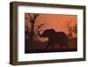 Elephant at Watering Hole at Dawn-null-Framed Photographic Print