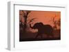 Elephant at Watering Hole at Dawn-null-Framed Photographic Print