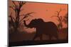 Elephant at Watering Hole at Dawn-null-Mounted Photographic Print