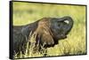 Elephant Baby along River, Chobe National Park, Botswana-Paul Souders-Framed Stretched Canvas