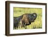 Elephant Baby along River, Chobe National Park, Botswana-Paul Souders-Framed Photographic Print