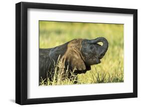 Elephant Baby along River, Chobe National Park, Botswana-Paul Souders-Framed Photographic Print