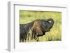 Elephant Baby along River, Chobe National Park, Botswana-Paul Souders-Framed Photographic Print