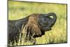 Elephant Baby along River, Chobe National Park, Botswana-Paul Souders-Mounted Photographic Print