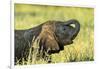 Elephant Baby along River, Chobe National Park, Botswana-Paul Souders-Framed Photographic Print