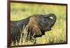 Elephant Baby along River, Chobe National Park, Botswana-Paul Souders-Framed Photographic Print