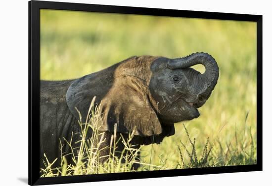 Elephant Baby along River, Chobe National Park, Botswana-Paul Souders-Framed Photographic Print