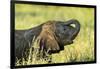 Elephant Baby along River, Chobe National Park, Botswana-Paul Souders-Framed Photographic Print