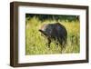 Elephant Baby along River, Chobe National Park, Botswana-Paul Souders-Framed Photographic Print