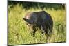 Elephant Baby along River, Chobe National Park, Botswana-Paul Souders-Mounted Photographic Print