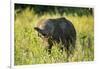 Elephant Baby along River, Chobe National Park, Botswana-Paul Souders-Framed Photographic Print